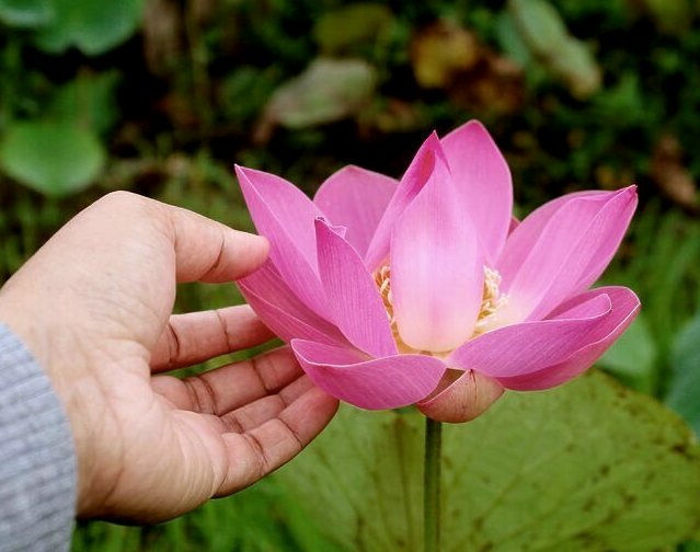 Lotus in Händen schamanisch
