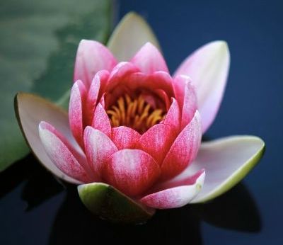 Lotus für Schamane München