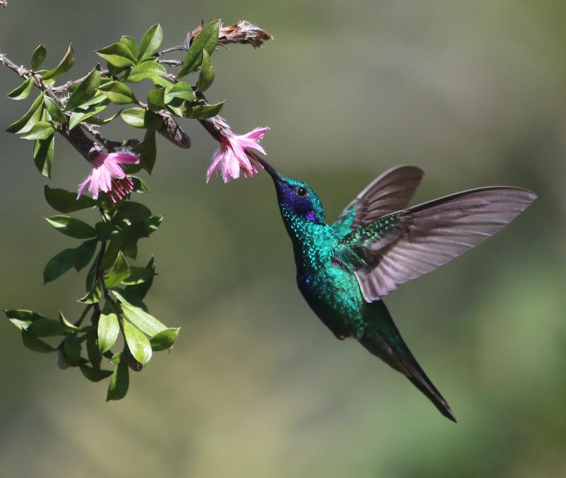 Glanz-Veilchenohrkolibri - Medizinrad im Norden