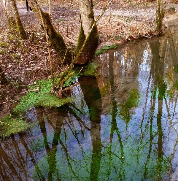 Wald Spiegelung Wasser