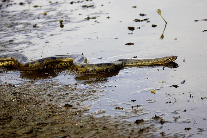 Schamane in Bayern Das Medizinrad 2 Schamane in München dreamstime anaconda