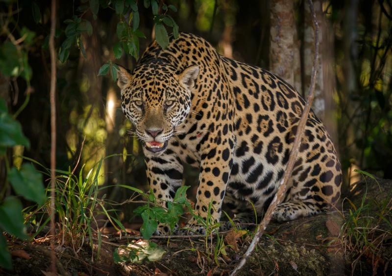 Schamane in Bayern Das Medizinrad 5 Schamane in München dreamstime jaguar