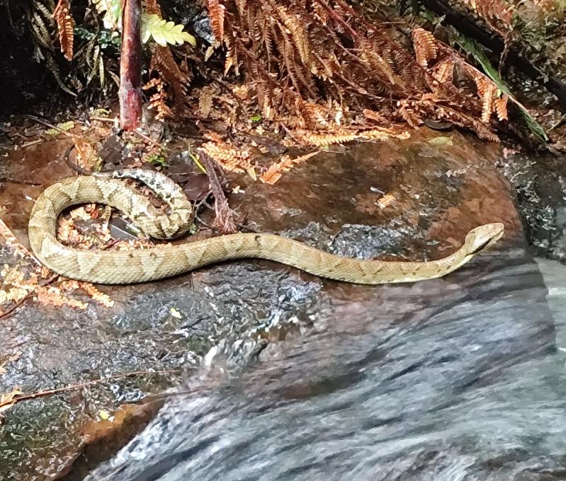 Schamane in Bayern Das Medizinrad 1 Schamane in München medizinrad anden lanzenotter
