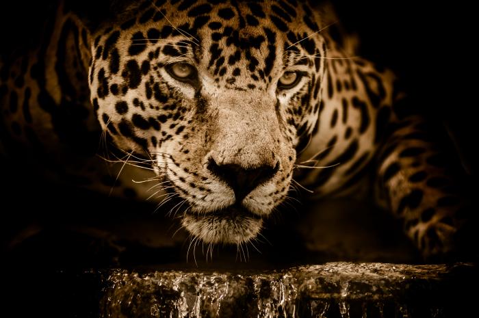 Schamane in Bayern Das Medizinrad 4 Schamane in München pixabay jaguar ian lindsay