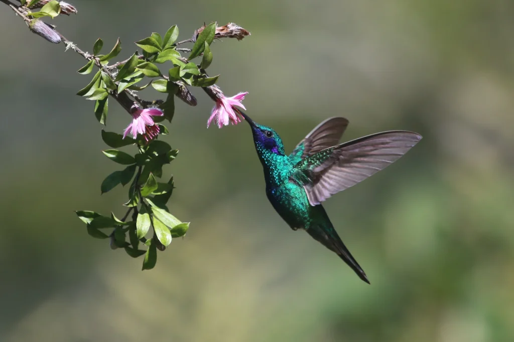 Schamane in Bayern Das Medizinrad 7 Schamane in München shutterstock 2528607935 Maris Pukitis Colibri coruscans Kopie