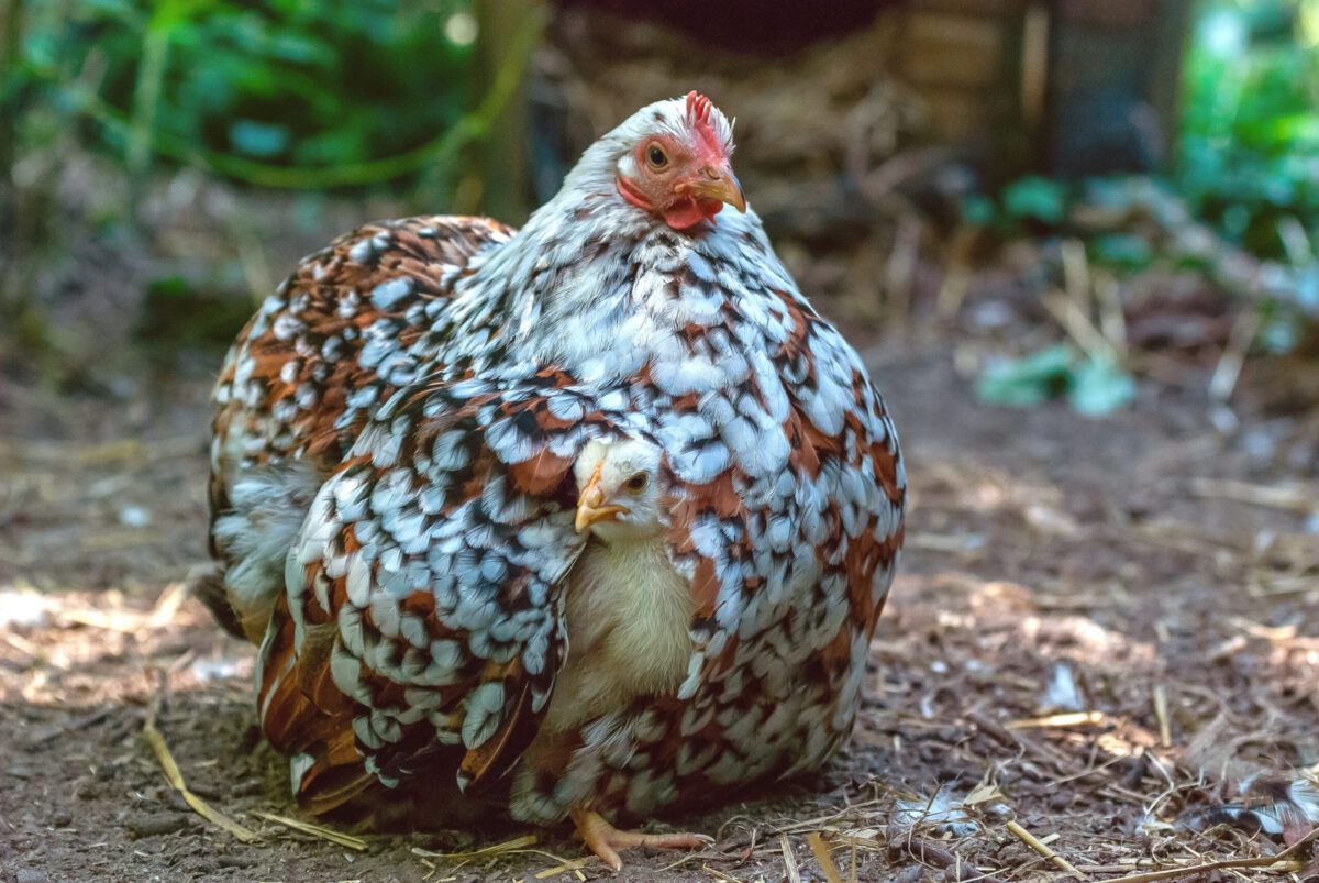 Beim Schamanen Geborgenheit finden