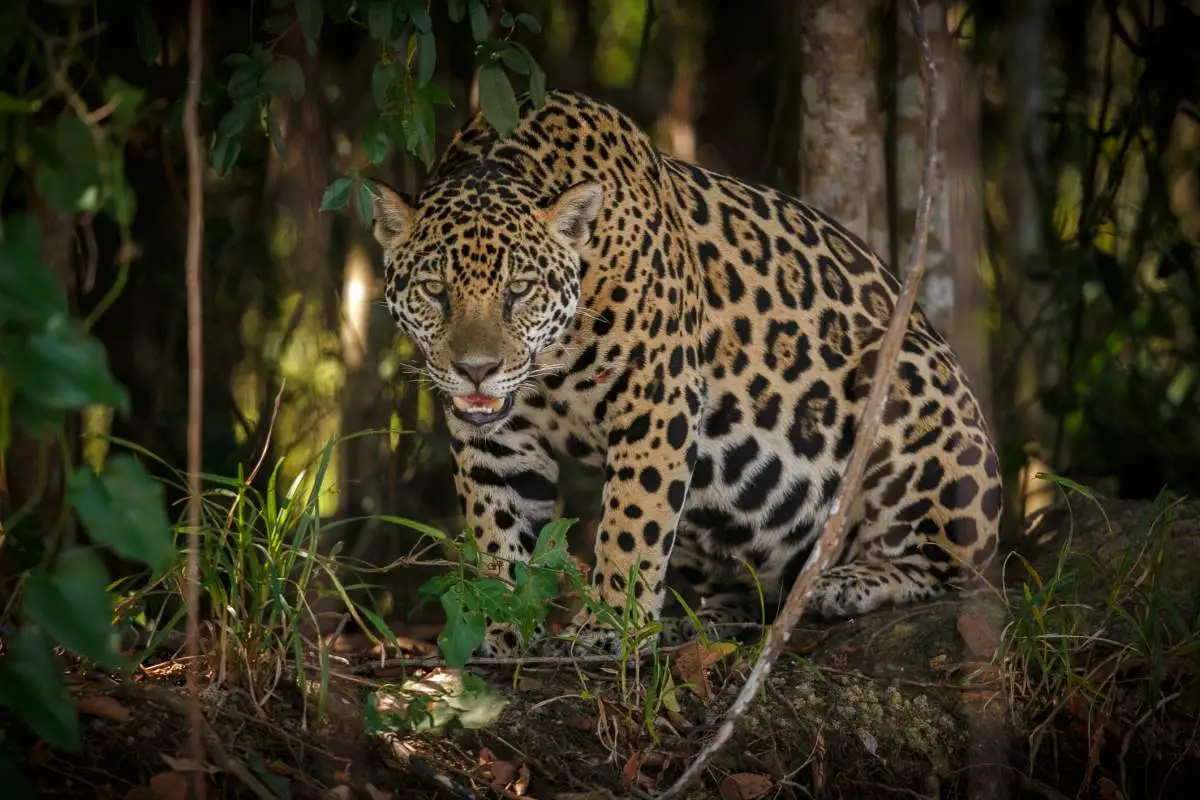 Der Jaguar herrscht im schamanischen Medizinrad über die Westrichtung