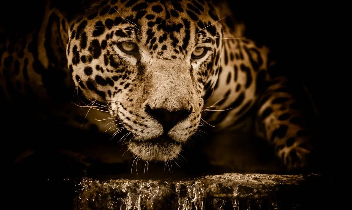 Jaguar - Krafttier im schamanischen Medizinrad