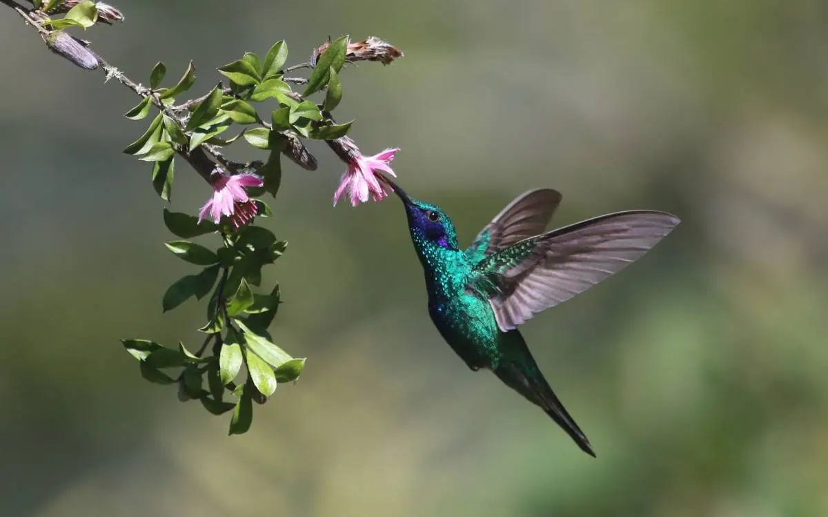 Der Veilchenohrkolibri - Krafttier des schamanischen Medizinrads
